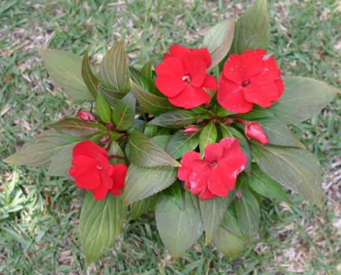 Como cuidar da flor Impatiens - PlantaSonya - O seu blog sobre cultivo de  plantas e flores