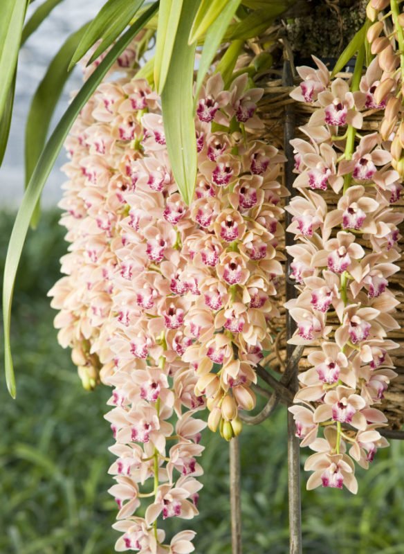 CYMBIDIUM PENDENTE SPRING