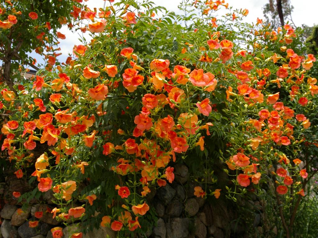 Campsis-Grandiflora-4