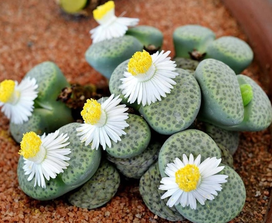 Lithops -flor