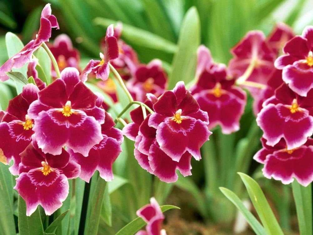 Nomenclatura Das Orquídeas Plantasonya O Seu Blog Sobre Cultivo De Plantas E Flores 5001