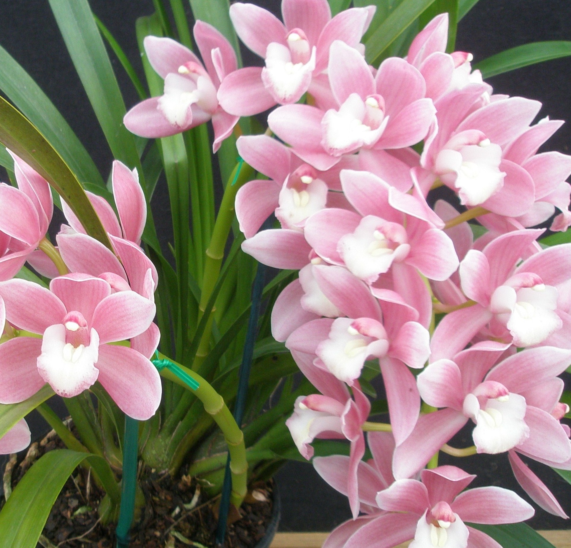 Conhecendo A Orquídea Cymbidium Plantasonya O Seu Blog Sobre Cultivo De Plantas E Flores