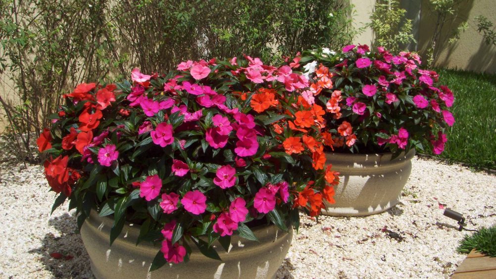 Como cuidar da flor Impatiens - PlantaSonya - O seu blog sobre cultivo de  plantas e flores