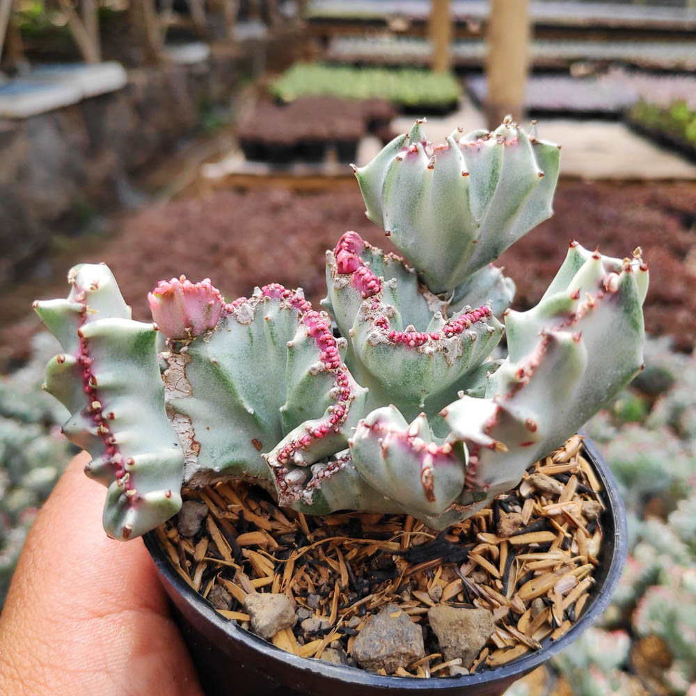 Euphorbia-Lactea-Cristata