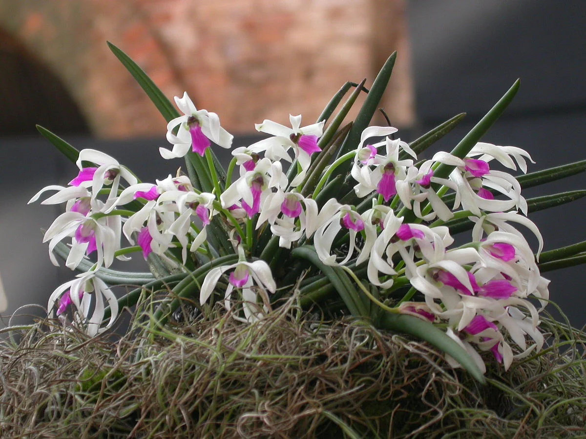 Leptotes_bicolor