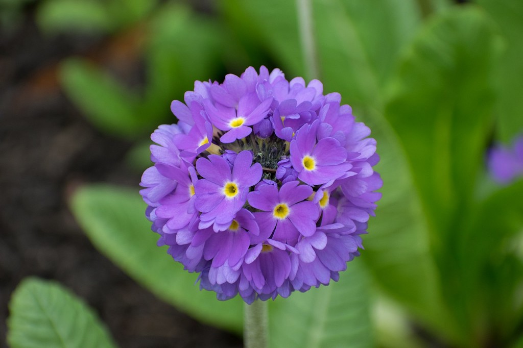 1280px-Primula