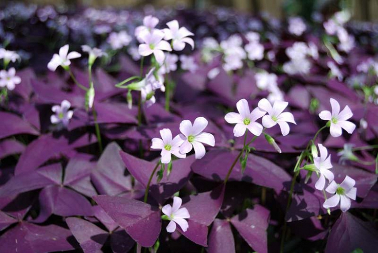 Características e cultivo do Trevo roxo (Oxalis triangularis ...