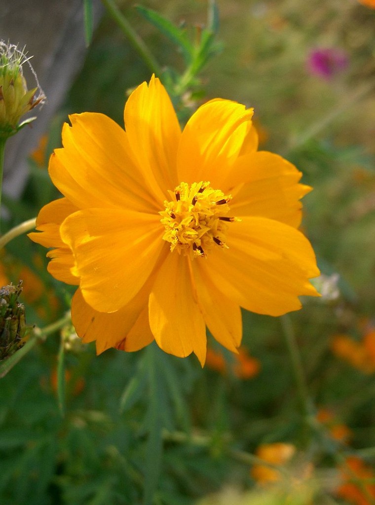 800px-Cosmos_sulphureus2