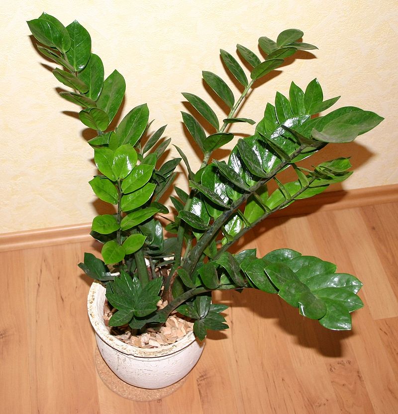 Zamioculcas