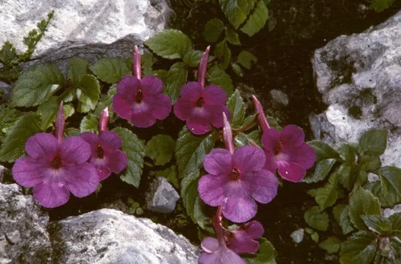 Achimenes Grandiflora5