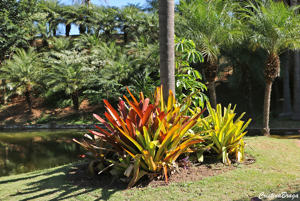 Aechmea blanchetiana