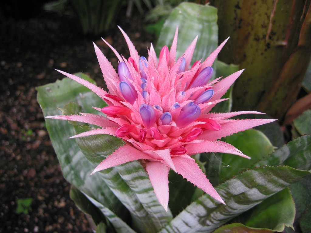 Aechmea fasciata