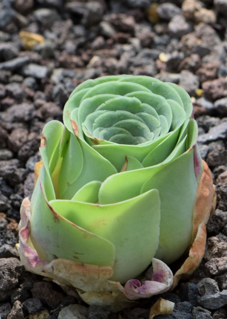 Aeonium aureum