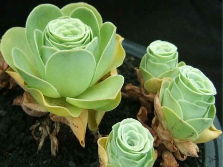 Aeonium aureum1