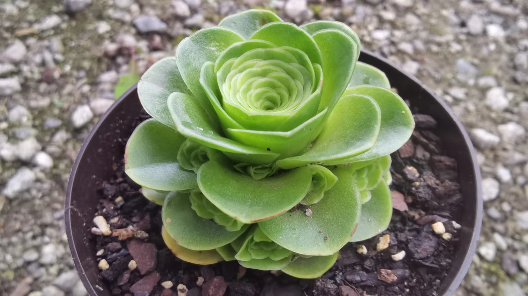 Aeonium aureum8