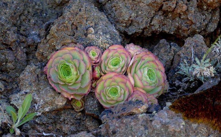 Aeonium aureum9 