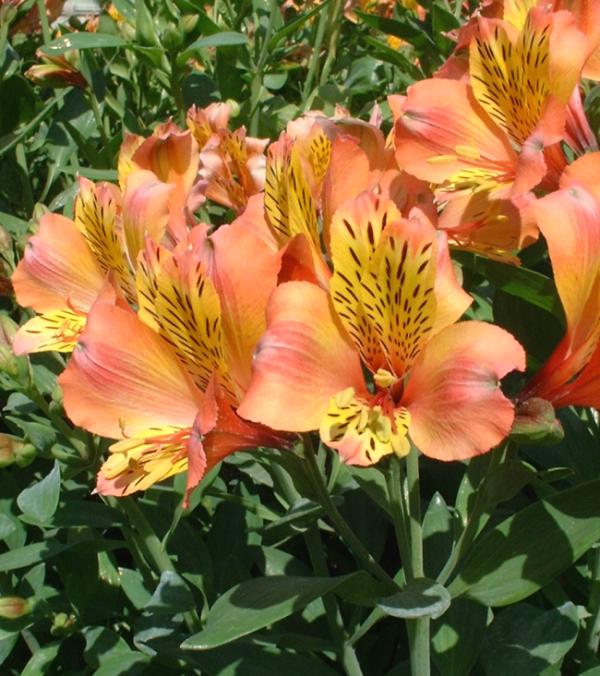 Alstroemeria hybrida