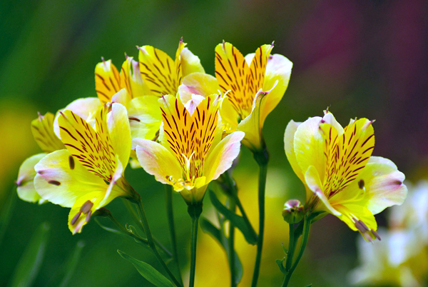 Alstroemeria hybrida5