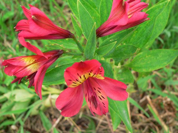 Alstroemeria hybrida6