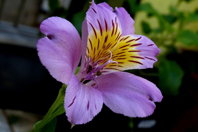 Alstroemeria hybrida9