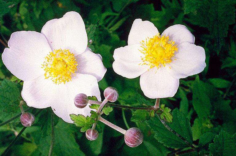 Características e cultivo da Anêmona-do-japão (Anemone Hupehensis) -  PlantaSonya - O seu blog sobre cultivo de plantas e flores