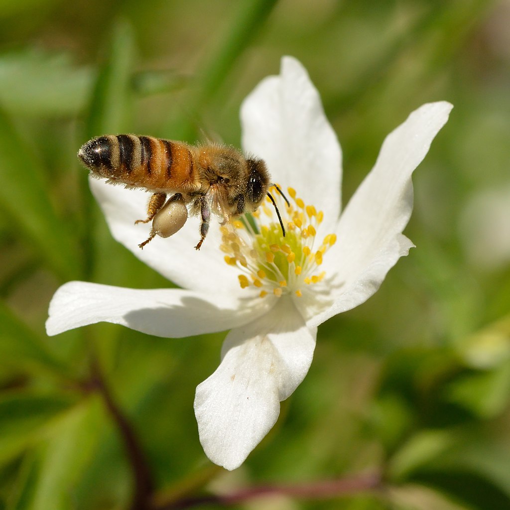 _Anemone_nemorosa_-_