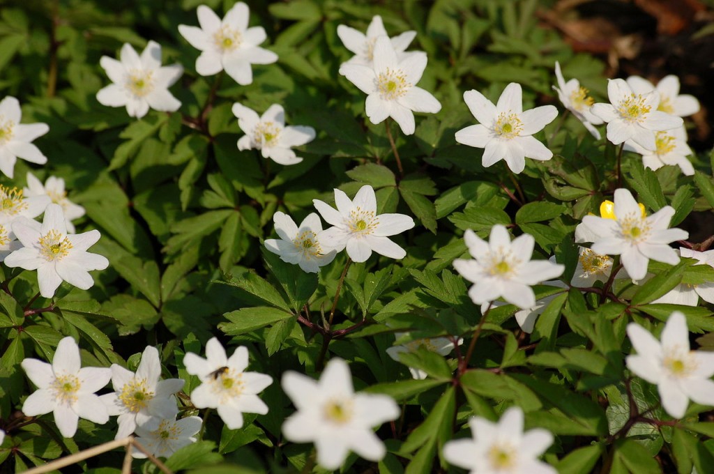 Anemone_nemorosa