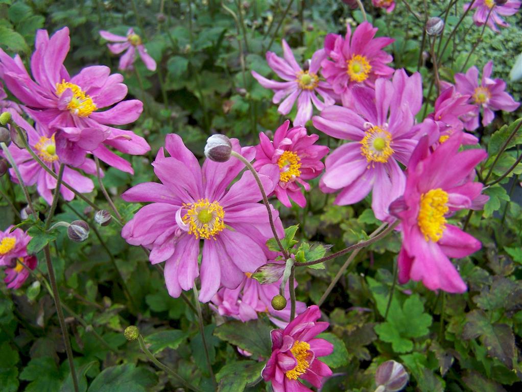 Características e cultivo da Anêmona-do-japão (Anemone Hupehensis,) -  PlantaSonya - O seu blog sobre cultivo de plantas e flores