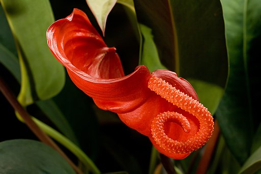 Anthurium_scherzerianum_2