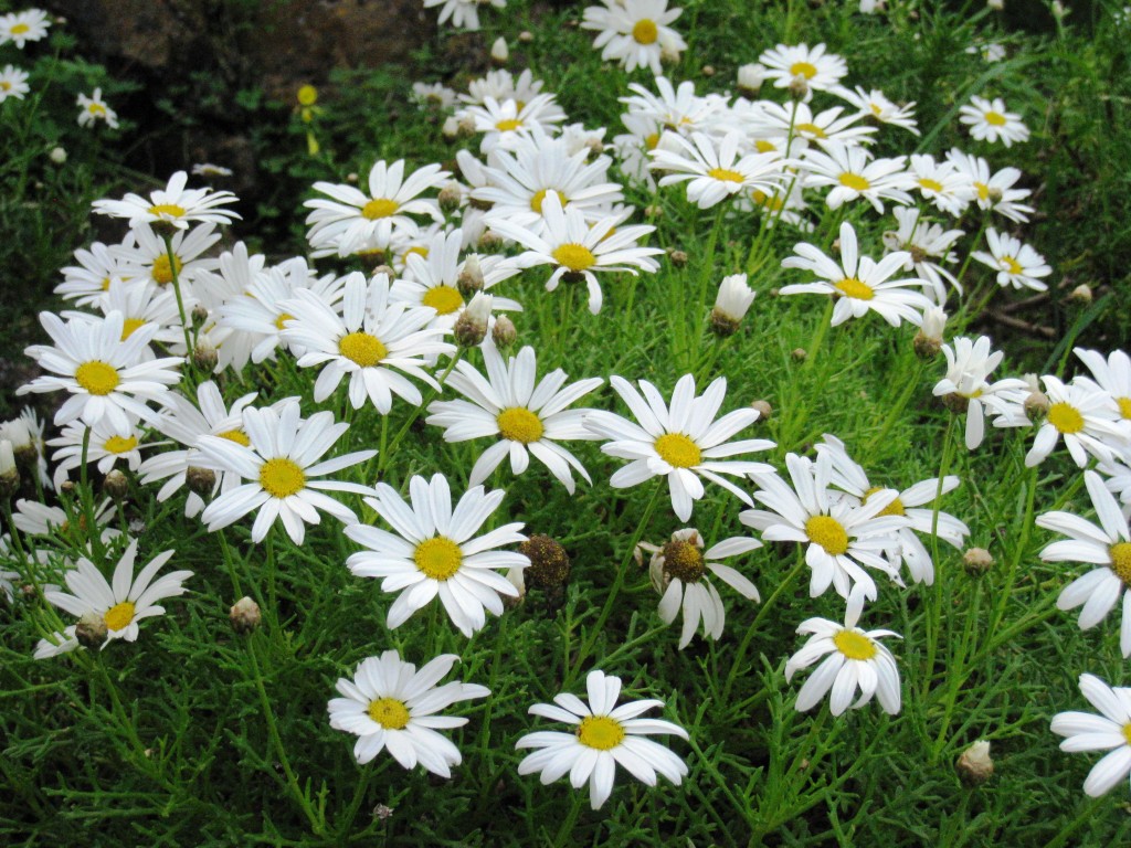 Argyranthemum frutescens