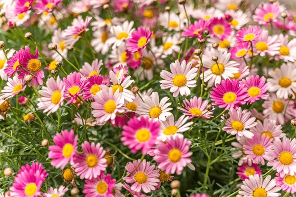 Argyranthemum frutescens7