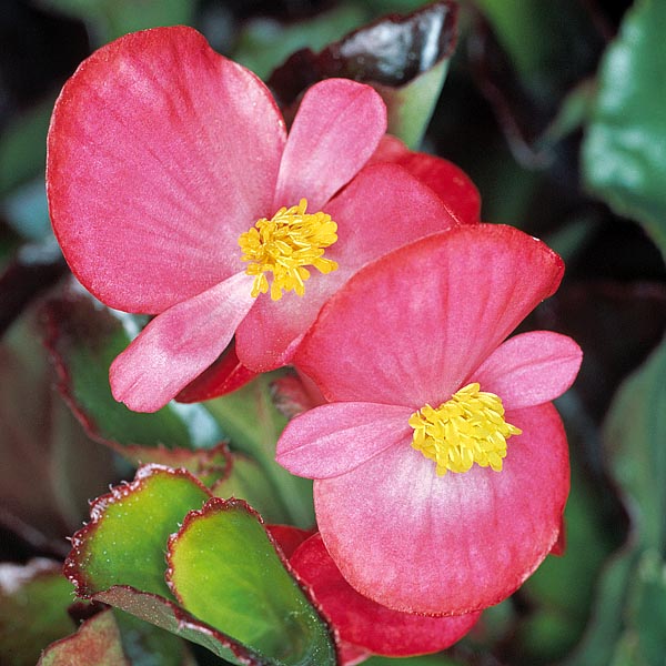 Características da Begônia-de-cera (Begonia cucullata) - PlantaSonya - O  seu blog sobre cultivo de plantas e flores