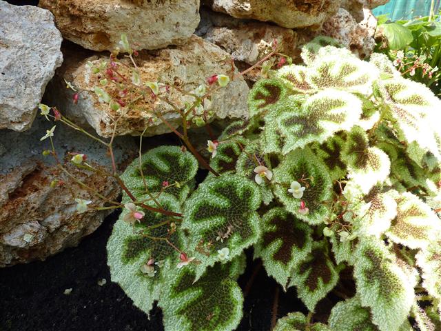 Begonia_masoniana-