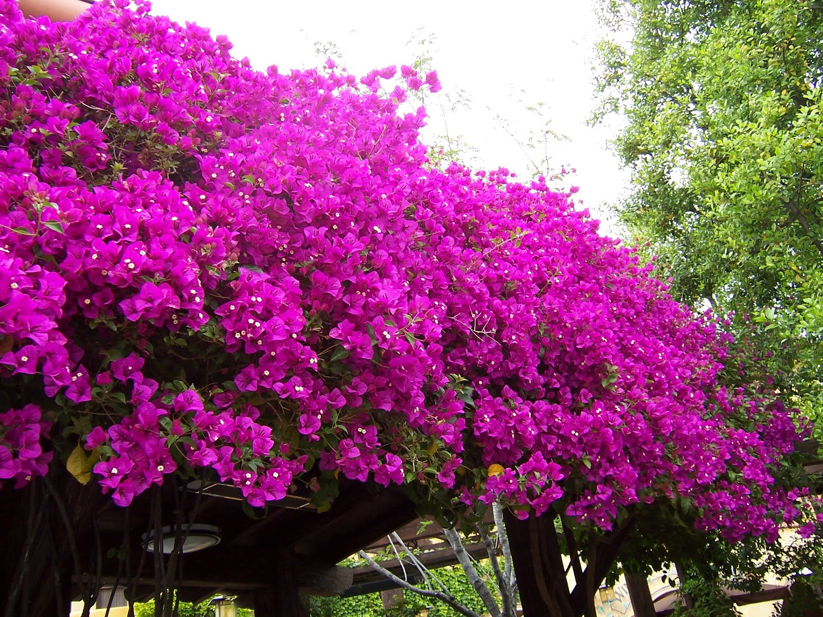 Saiba como cultivar a Bougainvíllea - PlantaSonya - O seu blog sobre ...