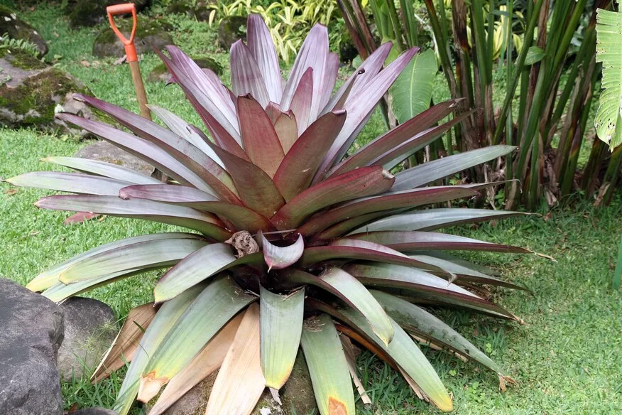 Bromelia-Imperial