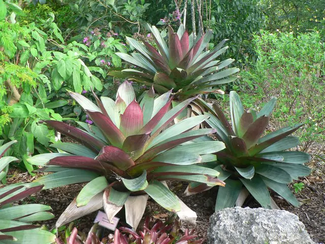 Bromelia-imperial-5