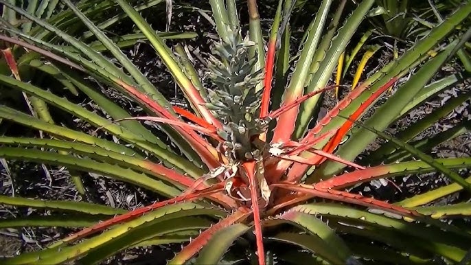 Bromelia laciniosa