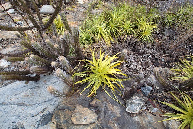 Bromelia laciniosa3