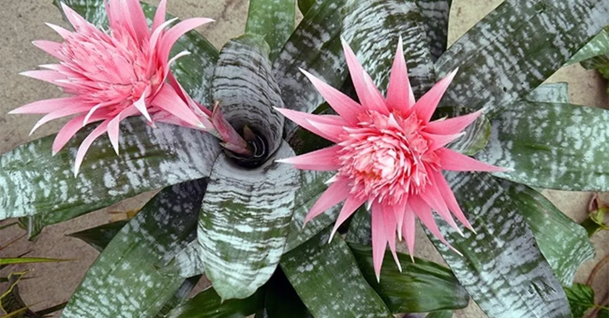 Bromélia Aechmea