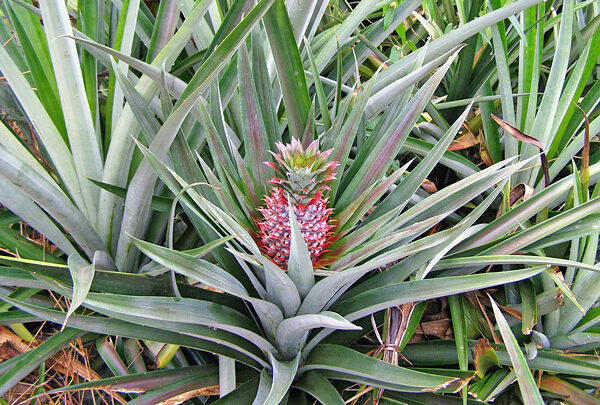 Bromélia Ananas Comosus