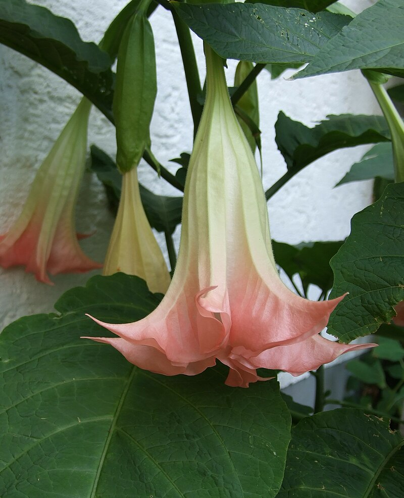 Brugmansia_29