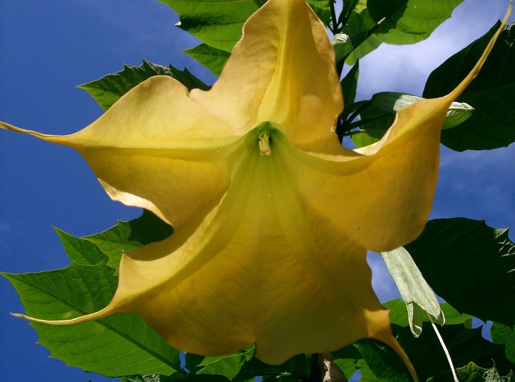 Brugmansia_cultivar3