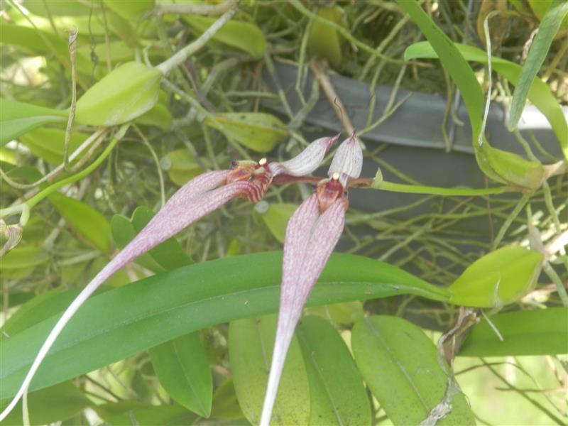 Bulbophyllum-biflorum-2