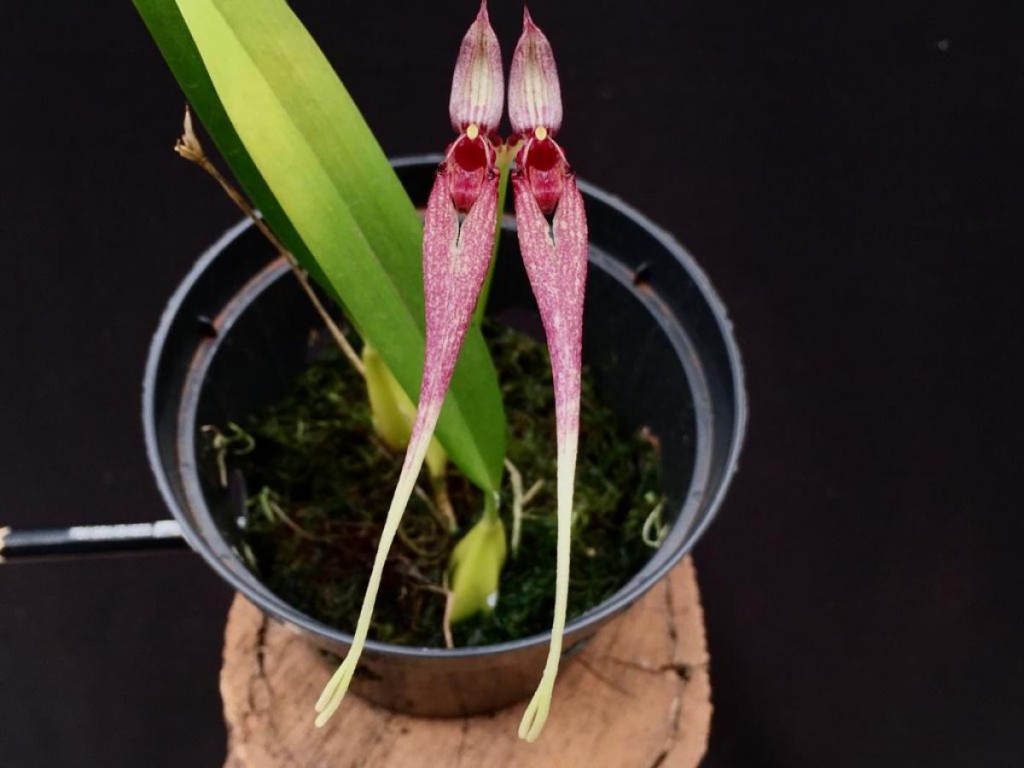 Bulbophyllum biflorum