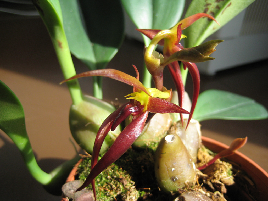 Bulbophyllum nymphopolitanum