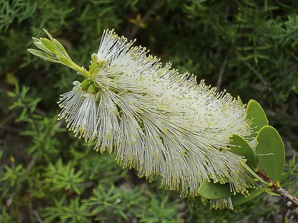 C. citrinus “Anzac Branco