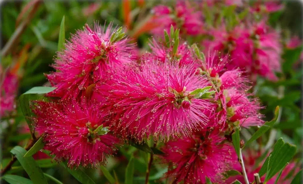 C. citrinus “rosa Perth”