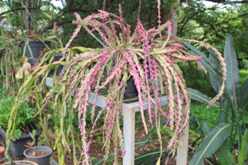 Cacto-correia - Lepismium cruciforme