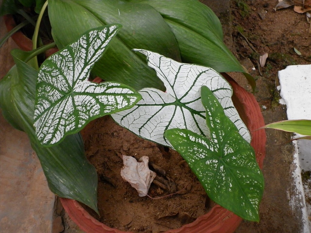 Caladium branco