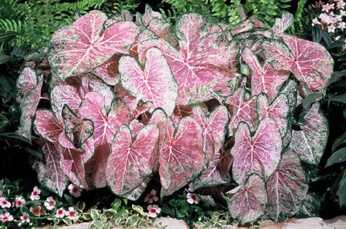 Caladium rosa